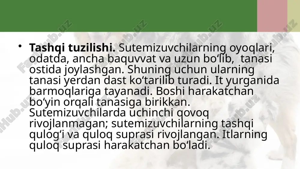 itning tashqi tuzilishi, skeleti va muskullari. 7- sinf - Page 4