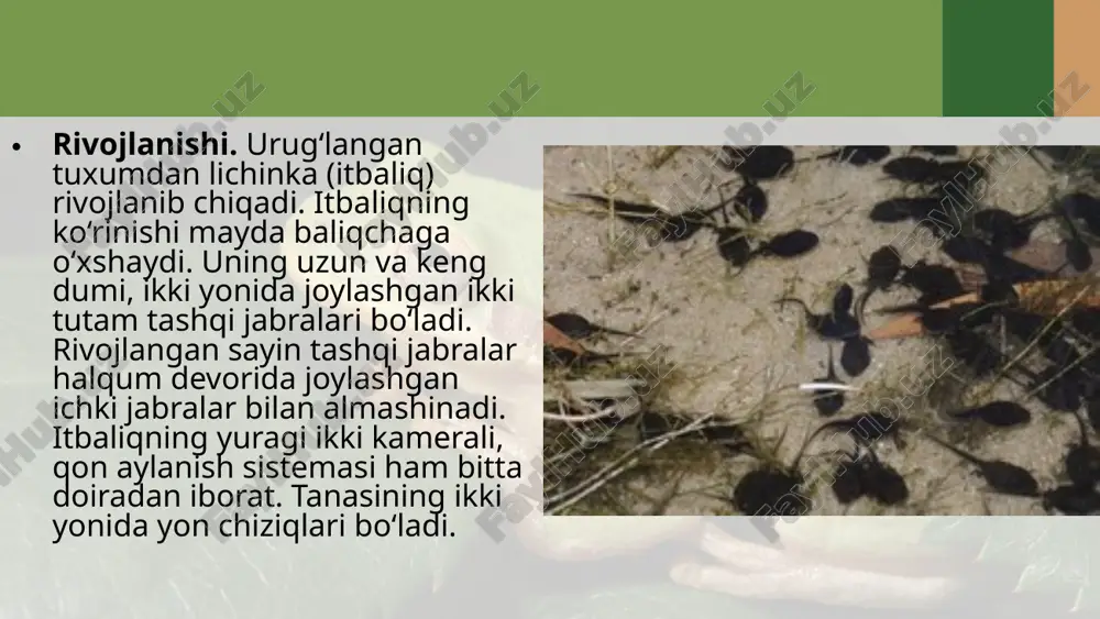 suvda hamda quruqlikda yashovchilarning ko‘payishi, rivojlanishi va xilma-xilligi. 7- sinf - Page 4
