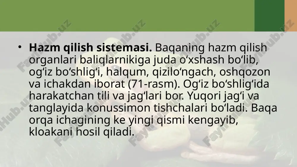 ko‘l baqasining ichki tuzilishi. 7- sinf - Page 4