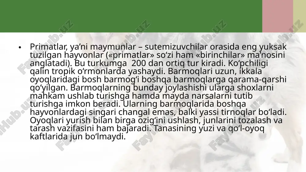 primatlar turkumi. sutemizuvchilarning ahamiyati. 7- sinf - Page 4
