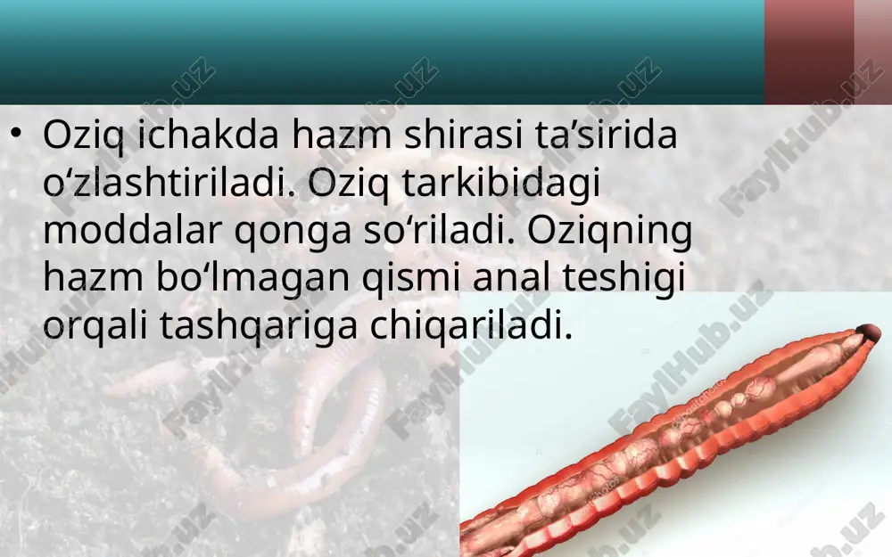yomg‘ir chuvalchangining ichki tuzilishi. 7- sinf - Page 4