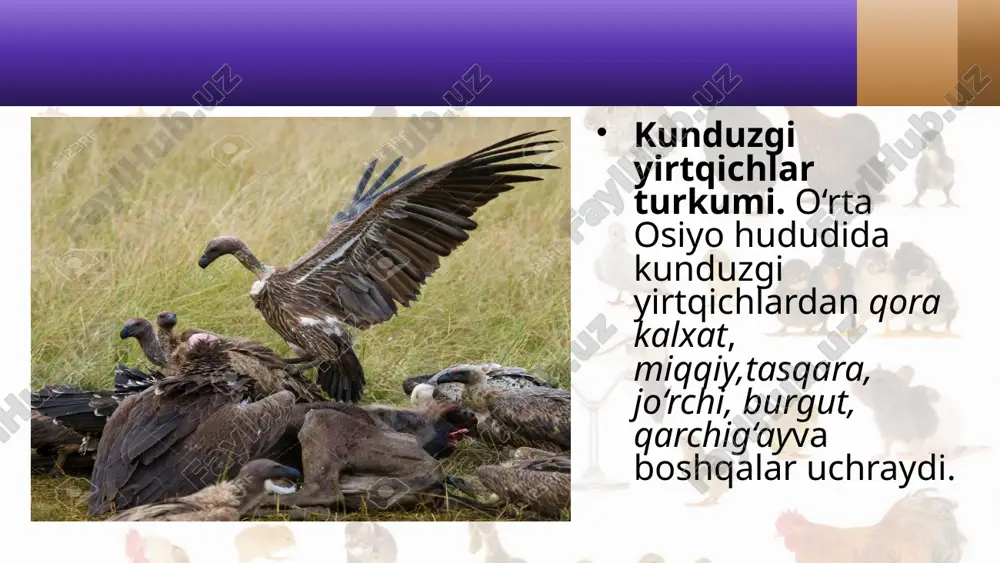 yirtqich qushlar. 7- sinf - Page 4
