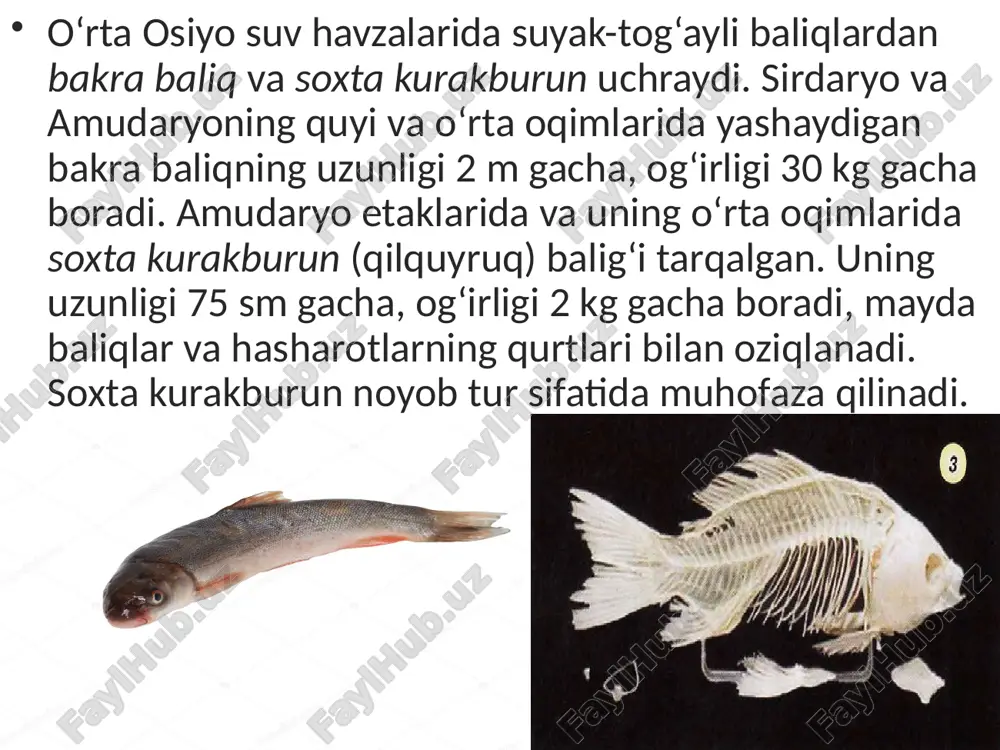 suyakli baliqlar sinfi asosiy sistematik guruhlari va ahamiyati. 7- sinf - Page 4