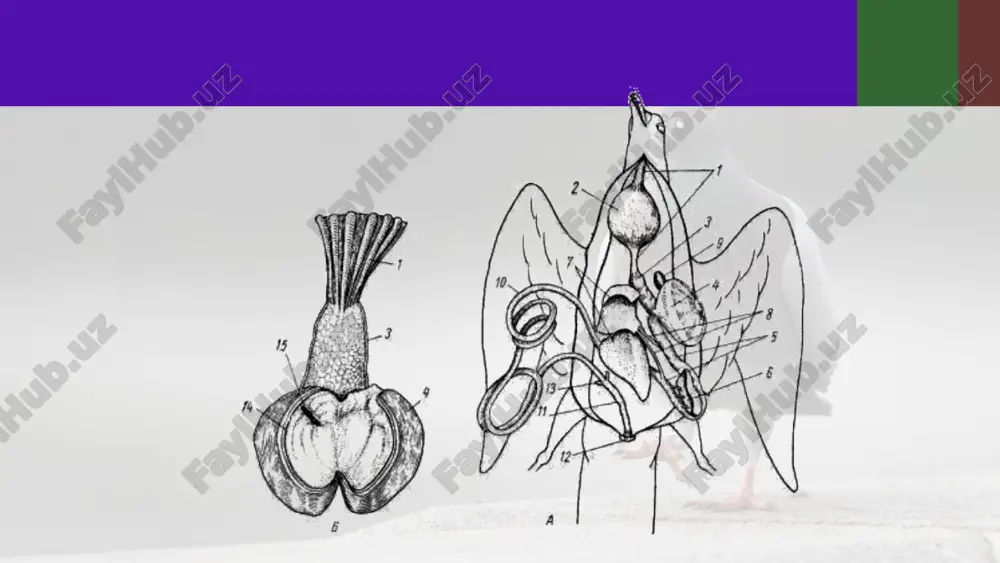 ko‘k kaptarning skeleti va muskullari. 7- sinf - Page 4