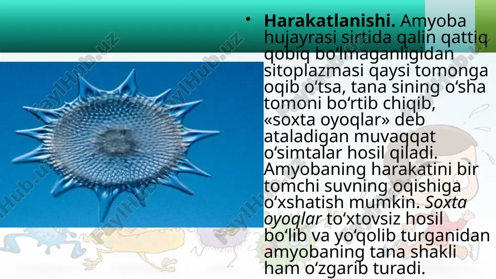 soxta oyoqlilar sinfi. 7- sinf - Page 4