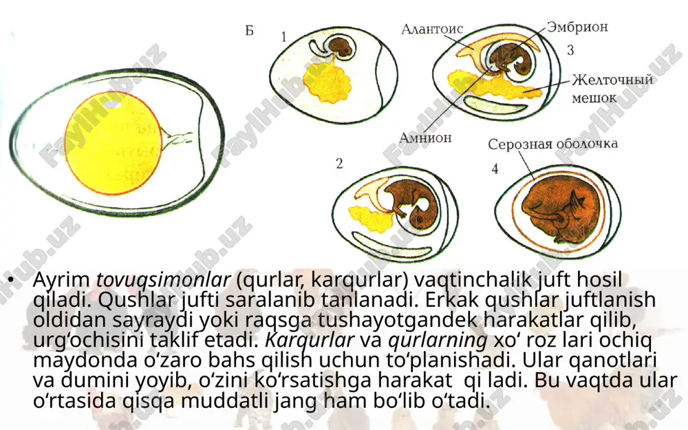 qushlarning ko‘payishi, rivojlanishi va kelib chiqishi. 7- sinf - Page 4