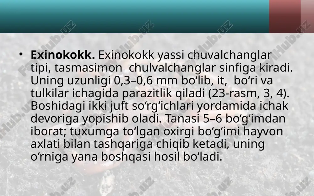 parazit chuvalchanglarning xilma-xilligi. 7- sinf - Page 4
