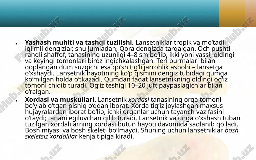 lansetnik – tuban tuzilgan xordali hayvon. 7- sinf - Page 4