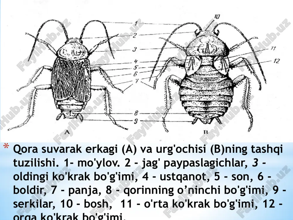 hasharotlar tana qismlari - Page 4