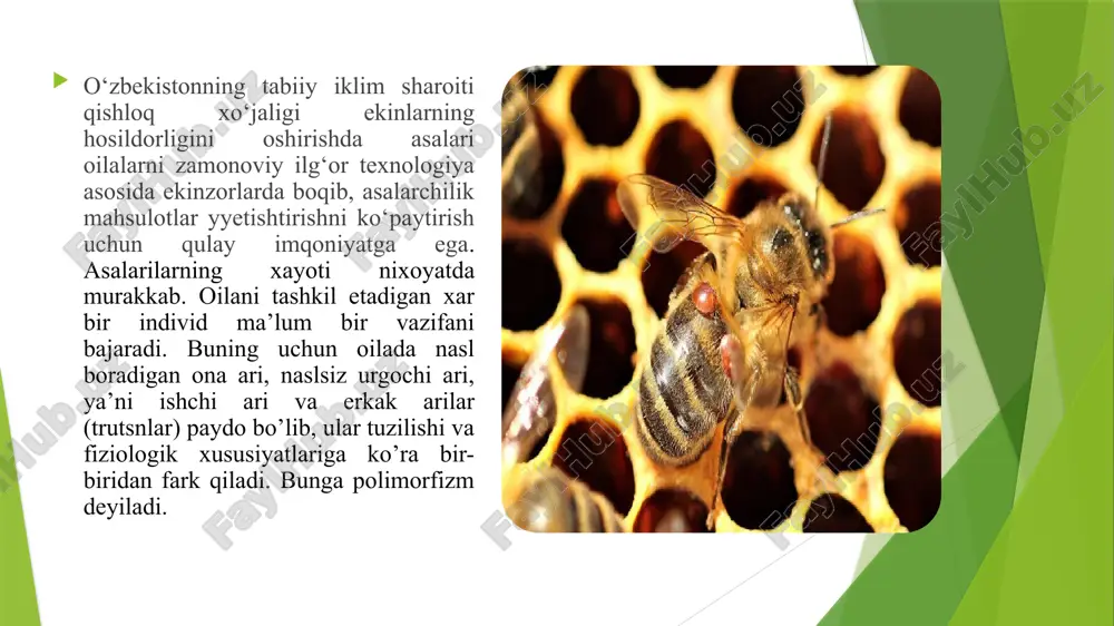 asalari oilasi haqida tushuncha - Page 4