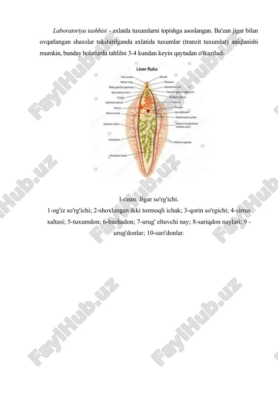 i. opistorxoz tabiiy manbaili kasallik. patogen ta'siri. jigar va boshqa ichki a'zolari faoliyati buzilishi natijasida o'limga ham sabab bo'luvchi og'ir parazitar kasallikdir. laboratoriya tashxisi. axlatda yoki 12-barmoqli ichak suyuqligida parazitning tuxumlarini topishga asoslangan. profilaktikasi. shaxsiy profilaktika - xom, yaxshi pishirmagan, qovurilmagan kam tuzlangan, yaxshi dudlanmagan baliqlarni iste'mol qilishdan saqlanish, jamoat proflaktikasi - sanitariya-oqartuv ishlari, suv havzalarini axlatlar bilan ifloslanishi yo'l qo'ymaslik choralari orqali amalga oshiriladi. rasm. mushuk so'rg'ichining taraqqiyot sikli. shistosomalar - qon so'rg'ichlari. shistosomozlarning qo'zg'atuvchilar hisoblanadi. xo'jayin organizmida joylashishi. shistomomalar (shistosoma haematobium, shistoma mansoni, shistosoma yaponicum) - qon tomirlarida parazitlik qiladi. geografik tarqalishi. tropik va subtropik iqlimli mamlakatlarda (afrika, osiyo, janubiy amerika) keng tarqalgan. morfologiyasi. ayrim jinsli parazitlar bo'lib, erkagining uzunligi 1,5 sm, urg'ochisiniki esa 2,0 sm ga yaqin. urg'ochilar erkagining ginekofor nayida joylashadi. tuhumida o'tkir o'simtasi mavjud (rasm). hayot cikli. shistosomalarning asosiy ho'jayini - odam, oraliq xo'jayinlari - chuchuk suv mollyuskalari hisoblanadi. tuxumlari qon tomirlarini o'tkir o'simtasi bilan …