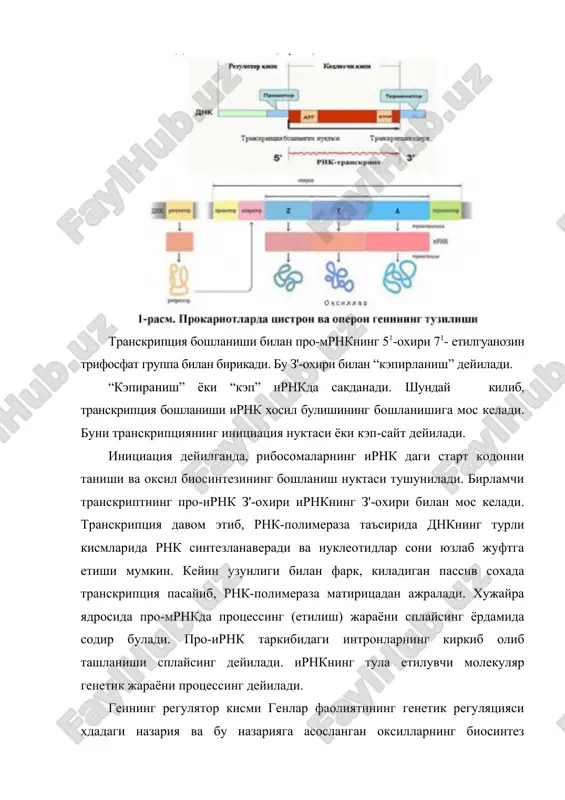 зи давом этади. агар хужайрада структуравий генлар фаолияти натижасида синтезланган модданинг микдори керагидан купайиб, тупланиб колса, бу модда репрессор билан дархол реакцияга киришиб, уни фаол холатга келтиради. фаоллашган репрессор оператор гени билан уланиб, у оркали маълум моддани синтезлаётган структуравий генлар фаолиятини тухтатиб куяди ва синтез жараёни вактинча тухтатилади. хужайрада маълум модданинг захира кисми тугаб, бу модданинг синтезлана бошлашига зарурият пайдо булиши билан репрессорнинг фаолияти тухтайди. натижада оператор гени яна структуравий генлар фаолиятини тиклайди ва синтез жараёни яна бошланади. шундай килиб, хужайрада жойлашган генетик курилма - регулятор ва оператор генлар маълум структурага эга булган оксилнинг синтез килинишини бошлаш ёки тухтатиш зарурлигини ифодаловчи индукция ва репрессия сигналларини кабул килиш ва унга самарали жавоб бериш хусусиятига эга эканлиги исботланди. днкнинг кодлашган кетма-кетлиги бирламчи транскриптдан ташкаридаги, бир неча ун минг жуфт нуклеотид масофадаги геннинг регуятор кисмида жойлашган булади. бу кэп-сайтдан олдинда жойлашган днк кисми промотор дейилиб, у транскрипция фаоллиги тугрилигини, баъзи пайтларда унинг юкори …