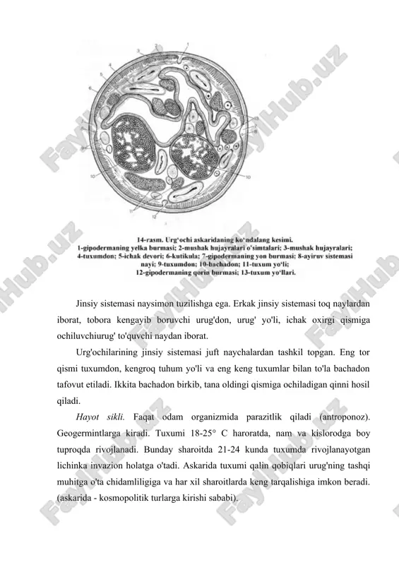 zan qon bilan ovqatlanadi. hayot sikli. enterobioz antroponoz kasalliklar guruhiga kiradi. etuk urg'ochi ostritsalar otalanganidan keyin to'g'ri ichakka tushadi va kechasi faol harakatlanib, anusdan chiqadi va anus atrofiga 10-15 ming tuxum qo'yadi va keyin nobud bo'ladi. 6-7 soat davomida tuxumlar invazion holatga yetiladi. bolalar qichigan joylarini qashiganda qo'liga, tirnoqlari tagiga yopishgan tuxumlar yuqadi. bunday yuqish autoreinvaziya deyiladi. (tuxumlarning o'zidan-o'ziga qayta yuqishi) odam organizmida lichinkalar migraciyasiz rivojlanadi. ostritsalar 1 oydan ortiq yashamaydi (rasm). patogen ta'siri. parazit tuxum qo'ygan joylari qattiq qichishi bolalarning asabiylashishi, uyqusizlikka sabab botadi. qizlarda va ayollarda jinsiy a'zolar yallig tanishi kuzatilishi mumkin. laboratoriya tashhisi. terining perianal (anus atrofi) burmalaridan surtma olib mikroskop ostida tuxumlar tekshiriladi. bolalar tirnog'i tagidan tuxumlarni topish, yoki axlatda yetuk shaklarni ko'rish mumkin. profilaktikasi. shaxsiy profilaktikasi - bolalarni qotni yaxshilab yuvishga, gigienik malakalarga o'rgatish orqali amalga oshiriladi. jamoat profilaktikasi - xonalarni doimo namlab artish, bolalar muassasalarida bolalarni vaqti-vaqti bilan tekshirib turish, bolalar muassasalari va jamoat …