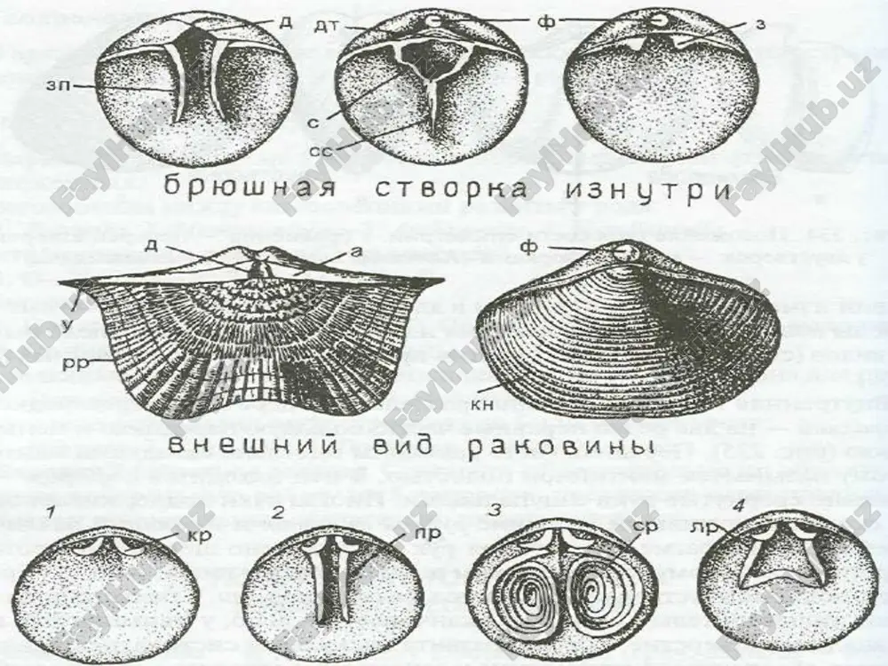 брахиоподалар типи. brachiopoda - Page 4