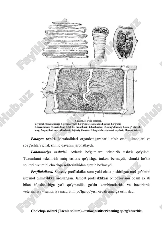 a ichak paraziti hisoblanadi. geografik tarqalishi. hamma joylarda uchraydi. morfologiyasi. uzunligi 2 sm, juda kam holatda 5 sm gacha etishi mumkin. skoleksda 4 ta so'rg'ichlar va ilmoqlari, xartum joylashgan. strobilada bo'g'imlar soni 200 ga yetishi mumkin. hayot sikli. odam ham definitiv, ham asosiy xo'jayin hisoblanadi. odamda invazion bosqich tiaumlar bo'lib, alimentar usulda yuqadi. ichakda tuxumdan onkosferalar chiqib, ichak vorsinkalariga ichiga kiradi va u erda birnechta kim davomida finnalar (sistiserkoidlar)ga aylanadi. sistiserkoidlar ichak bo'shlig'iga chiqib, shilliq pardaga yopishadi va rivojlanib, voyaga etadi, 1-2 oygacha yashaydi. tuxumlar ichakdan chiqmasdan rivojlanishi mumkin (autoinvaziya). ko'pincha tashqariga chiqqan tuxum, o'z-o'ziga qaytadan yuqishi mumkin (autoreinvaziya) (rasm). patogen ta'siri. gimenolepidoz bilan asosan maktab yoshigacha, ba'zan 12 yoshgacha bolalar kasallanadi. kasallikda bosh og'rishi, ichak faoliyati buzilshi, holsizlik, tez charchash alomatlari kuzatiladi. laboratoriya tashxisini qo'yish uchun axlatdan parazit tuxumlari va bo'g'imlari tekshiriladi. profilaktikasi. bolalarga gigiena ko'nikmalarini o'rgatish, ota-onalar, bolalar muassasalari xodimlari orasida sanitariya-oqartuv ishlarini yo'lga qo'yish, bolalar o'yinchoqlarini dezinfektsiyalash …