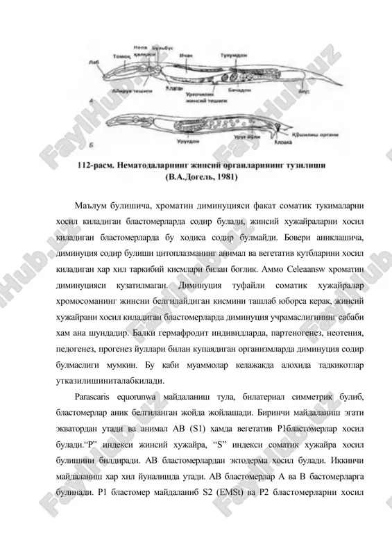 4 хужайрани хосил килади хамда у хам майдаланиб иккита бирламчи g1 ва g2 жинсий хужайраларни хосил килади. a. equorum ва c. elegans эмбрионал ривожланишининг дастлабки даврларини цейтрафер видеоёзув ва компьютер тахлили ёрдамида урганилганда, улар уртасида ухшашлик борлигини курсатди (schnabel et el., 1997). эмбрионнинг 24 бластомерлик даврида ёки p4 жинсий хужайра ажралгандан кейин e киз хужайра эмбрионнинг ичига киради ва унда бир неча майдаланишдан кейин 20 та хужайрадан иборат булган урта ичакни хосил килади. бунда e киз бластомер эмбрионнинг вентрал юзасига утиб яхши ривожланмаган бластопор тешиги хосил булади. шу тешик оркали бирламчи жинсий хужайра эмбрионнинг ичига киради ва ичак куртагининг тагида жойлашади. шунингдек, эмбрион ичига mst бластомерлари хам киради. юмалок чувалчангларда эмбрионнинг ички каватини хосил булиши эпиболия ёки эктодермал хужайраларнинг вентрал йуналишда таркалиши оркали содир булади. жинсий хужайралар, энтодермал ва мезодермал куртак хужайраларнинг эмбрион ичига таркалиши туфайли уч каватли эмбрион хосил булади. нематодаларнинг купайиши ва ривожланиш цикли. нематода-ларнинг жинсий кушилишидан кейин …