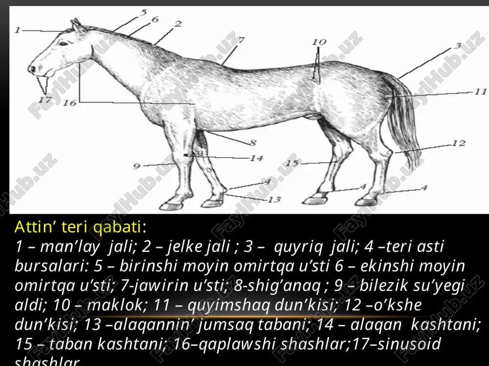 tema. teri qabatlariniń dúzilisi-dermatologiya - Page 4