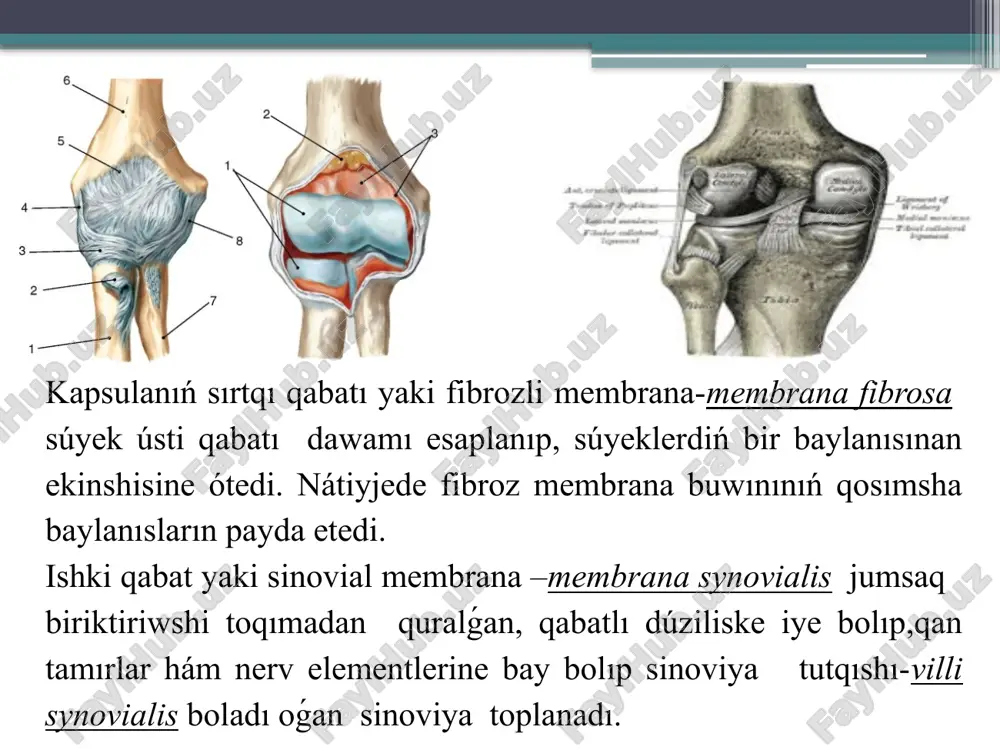 súyeklerdiń óz-ara birigiwi – sindesmologiya - Page 4