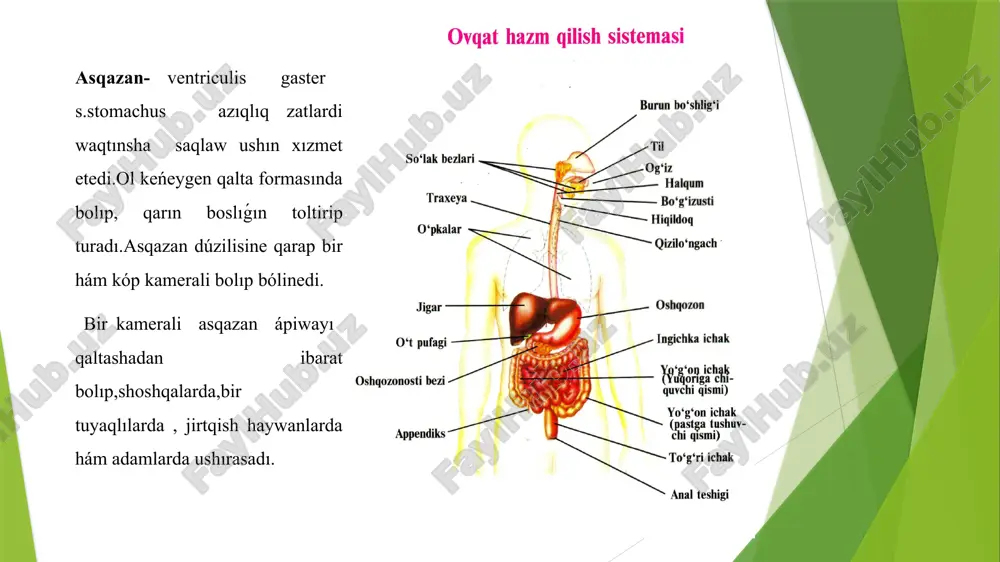 as siniriw organlari haqqinda uliwma tusinik - Page 4