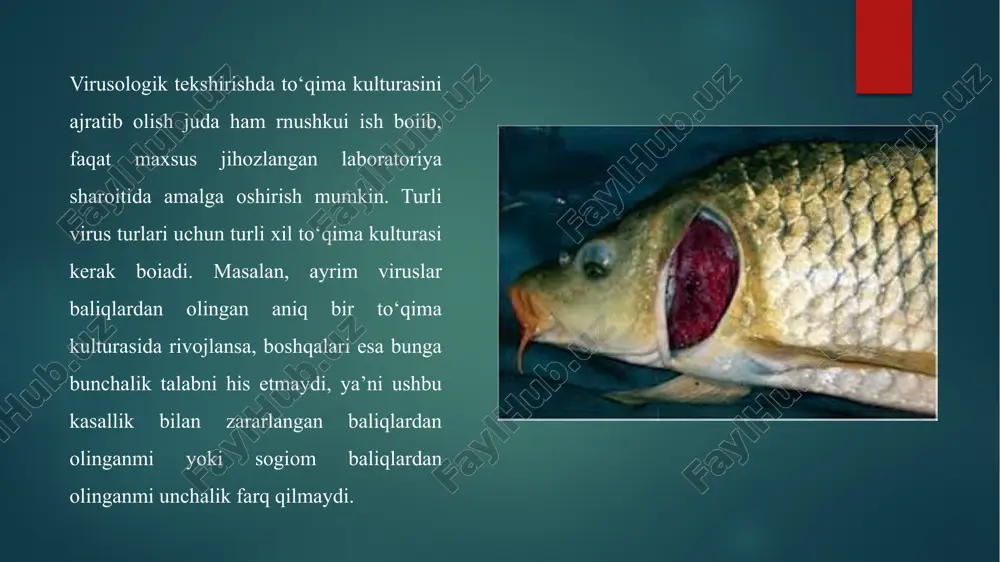 baliqlarning virusli kasalliklari - Page 4