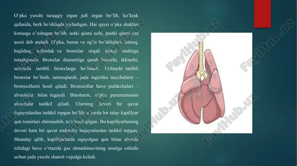 nafas olish organlari anatomo-topografiyasi - Page 4