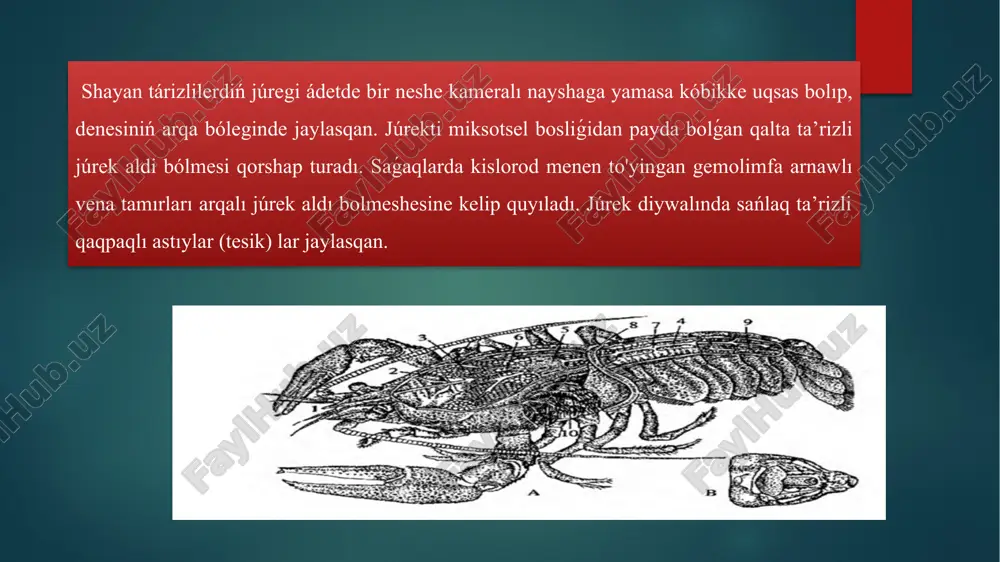 shayan tarizilerdin suw hawizinde kobeyiwi - Page 4