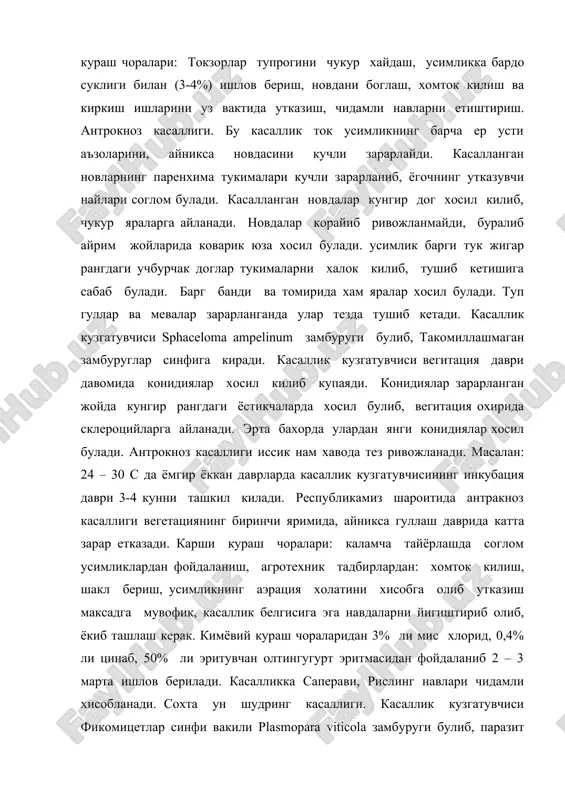 з шароитида антракноз касаллиги вегетациянинг биринчи яримида, айникса гуллаш даврида катта зарар етказади. карши кураш чоралари: каламча тайёрлашда соглом усимликлардан фойдаланиш, агротехник тадбирлардан: хомток килиш, шакл бериш, усимликнинг аэрация холатини хисобга олиб утказиш максадга мувофик, касаллик белгисига эга навдаларни йигиштириб олиб, ёкиб ташлаш керак. кимёвий кураш чораларидан 3% ли мис хлорид, 0,4% ли цинаб, 50% ли эритувчан олтингугурт эритмасидан фойдаланиб 2 – 3 марта ишлов берилади. касалликка саперави, рислинг навлари чидамли хисобланади. сохта ун шудринг касаллиги. касаллик кузгатувчиси фикомицетлар синфи вакили plasmopara viticola замбуруги булиб, паразит куйидаги боскичда ривожланади: конидиялар ва жинсий (ооспора). конидия хосил килиш усимликнинг зарарланган кисмида ок рангдаги могор хосил килишдан бошланади. могор тармокланган конидия бандидан иборат булиб, бир хужайрали, овалсимон, рангсиз конидияларни вегетация давомида хосил килади. кузга бориб усимликнинг зарарланган исмларида кишловчи ооспоралар хосил килади. бахор фаслида ооспоралар усиб макроконидияларни хосил килади. улар усиб зооспорага айланади. зооспоралар сув томчиси билан барг юзига тушиб, ёстикчалар оркали усимликни …