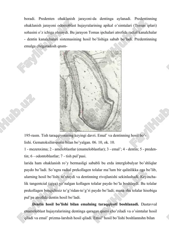 bo’lib, so’ng unda ohak-lanish jarayoni ro’y beradi. shunday qilib, har bir emal’ hosil qiluvchi hujayralar emal’ prizmasiga aylanadi. emalning keyingi rivojlanishi jarayoni davomida enameloblastlar kichrayib, dentindan uzoqlashadi. tishning chiqishi bilan enameloblastlar reduktciyaga uchraydi va emal’ a’zosining hosilasi kutikula bilan qoplanadi. emal’ organining tashqi hujayrala-ri esa milk epiteliy hujayralari bilan qo’shilib ketadi-da, so’ngra emiriladi. tcement hosil bo’lish jarayonida tish qopchasining tish ildizi sohasidagi mezenximada tcementoblastlar paydo bo’ladi. tcemen-toblastlarning hujayra oraliq moddasini ishlab chiqarishi va bu erda kal’tciy tuzlarining yig’ilishi bilan tcement hosil bo’ladi. tish qopchasining tashqi qismi tish bog’lamlari - periodont-ga aylanadi. odontoblastlar ostidagi mezenxima siyrak tolali shakllanmagan biriktiruvchi to’qimaga aylanadi va pul’pani hosil qiladi. bu biriktiruvchi to’qimada qon tomirlar paydo bo’ladi. shunday qilib, epiteliydan faqat emal’ hosil bo’ladi, dentin, tcsment, pul’pa, periodont esa mezenximadan rivojlanadi. emal’ organi esa takomillashayotgan tishlarning shaklini belgilovchi tuzilma hisoblanadi. doimiy tishlarning taraqqiyoti asosan em-briogenezning 4-oyining oxiri va 5-oyining boshlarida boshla-nadi. bular ham tish plastinkasi va …