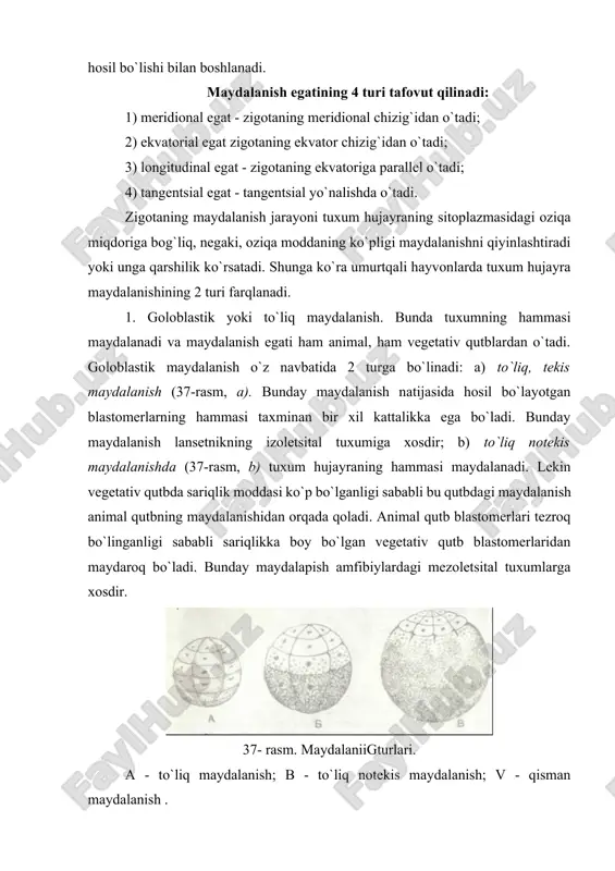 ayralarida kuzatiladi. meroblastik yoki qisman maydalnish. bu usulda tuxum hujayraning pusht gardishidan iborat animal qutbigina maydalanishda ishtirok etib, buni diskoidal maydalanish ham deyiladi. tuxum hujayraning oziq moddadan iborat bo`lgan vegetativ qutbi esa maydalanmaydi. bu yo`l bilan baliqlar, qushlar va reptiliylarning poliletsital tuxumlari maydalanadi (37-rasm, v). maydalanish homila pufagi yoki blastulaning hosil bo`lishi bilan tugaydi. lansetnikda va amfibiylarda kuzatiladigan tipik blastulalarda blastoderma deb ataluvchi devori va bo`shliq - blastotsel farqlanadi (38-rasm, a). bundan tashqari, blastulaning tomi, tubi va qirg`oq zonalari farqlanadi. lansetniklarda maydalanish faqat uch xil egatlar (meridional, ekvatorial, longitudinal egatlar) orqali o`tgani uchun blastoderma bir qavatli bo`ladi. amfibiylarda maydalanish jarayonida yana tangensial egat ham o`tganligi uchun blastoderma ko`p q avatli bo`ladi (38-rasm, b). notekis maydalanish natijasida blastulaning tomi va qirg`oq zonalari mayda, tubi esa blastotselga bo`rtib chiquvchi sariqlikka boy bo`lgan (davom etuvchi) yirik blastomerlardan iborat. 38-rasm. blastula turlari. a-lantsetnikning bir qavatli blastulasi; b-amfibiyalarnining ko`p qavatli blastulasi; v- skatning disk shaklidagi …
