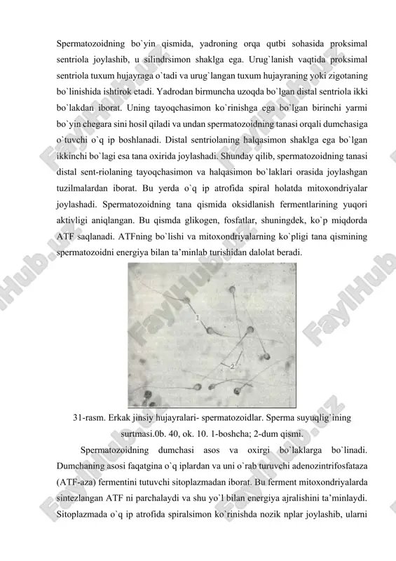 da o`q ip atrofida spiralsimon ko`rinishda nozik nplar joylashib, ularni kortikal spiral deb nomlashadi. uq ip kiprikchalarning o`q ipiga o`xshash bo`lib, klassik tuzilishga ega. u gomogen matriksda joylashgan, 10 juft mikro-naychadan iborat bo`lgan tutamdir. bunda 9 juft mikronaychalar o`q ipning periferiyasida yotsa, 1 jufti markazda joylashadi. dumchaning oxirgi bo`limi asta-sekin to`g`ri joylanishini yo`qo tib boruvchi juda ingichka o`q ipchadan tashkil topgan. oxirgi bo`limning o`q ipi tashqi tomondan faqatgina plazmalemma bilan o`ralgan. urug`lanish jarayonida spermatozoidlar 3 asosiy vazi-fani bajaradi: 1) bo`lg`usi organizmga otalik genlarini uzatadi; 2) o`zining maxsus harakat apparati yordamida tuxum hujayra bilan to`qnashishni ta’minlaydi va tarkibidagi gialuronidaza fermenti yordamida tuxum hujayraga spermatozoidning boshchasi va bo`yin qismining kirishini yengillashtiradi; 3) tuxum hujayraga urug`langan tuxum hujayraning bo`linishi uchun zarur bo`lgan sentrosomani olib kiradi. 32- rasm. spermatozoid tuzilishi. 33-22. elektron mikrofotogramma. 33 - 19. o`rta qismining ko`ndalang kesmasi. x54.000. 33-20. tana qismining turli sohalaridan olingan ko`ndalang kesmalar. x40.000 33- 21. dum qismining …