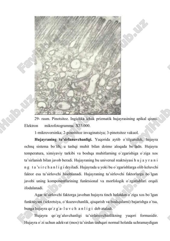 adi. hujayra harakati ta’sirot bilan uzviy bog`liq bo`lib, harakat ta’sirchanlikning tashqi ko`rinishidir. harakat hujayra ichida modda almashinuvining o`zgarishi natijasida hosil bo`ladi. harakatning eng oddiy turi sikloz hisoblanadi. bu harakatda sitoplazma ichida organellalarning va boshqa tuzilmalarning siljishi kuzatilib, hujayra tashqi tarafdan harakatsiz ko`rinadi. bu harakatga misol qilib mitoz bo`linish davrida sentriolalarning va xromosomalarning siljishini olish mumkin. sitoplazma yopishqoqligining oshishi (zoldan gel holatga o`tishi) harakatni sekinlashtirsa, yopishqoqligiring pasayishi (geldan zolga o`tishi) siklozni kuchaytiradi. amyobasimon harakat bir hujayrali hayvonlar bilan ko`p hujayrali hayvonlarning ba’zi hujayralariga xosdir. amyobasimon harakat qilish oq qon tanachalari - leykotsitlarga, birik-tiruvchi to`qima hujayralari - makrofaglarga taalluqli bo`lsa ham, ammo regeneratsiya davrida organizmning mutlaq ko`pchilik hujayralari shu yo`l bilan harakat qilishi mumkin. amyobasimon harakat davrida hujayralar yolg`onoyoq (psevdopodiya) hosil qilib, shu yolg`onoyoqlarga hujayra tanasining borliq tuzilmalari qo`yiladi. natijada hujayra yolg`onoyoq uzunligi bo`yicha harakat qiladi. kiprikchalar va xivchinlar yordamida harakat qilish haivon va o`simlik hujayralarida kuzatiladi. nafas yo`llaridagi kiprikchalar harakati natijasida …