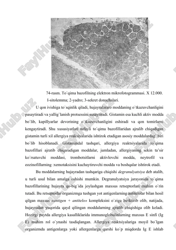 ompleksi esa to`qima bazofillarining retseptorlari bilan bog`lanib, hujayralar degranulyatsiyasiga sabab bo`ladi. demak, bu holatlarda ig e himoya vazifasini o`tash o`rniga to`qimalarda muhit doimiyligini buzilishga olib keladi. to`qima bazofillariga tuzilishi va ximiyaviy tarkibi jihatidan qondagi bazofil leykotsitlar juda yaqin turadi. ammo bazofil leykotsitlarning qizil suyak ko`migidagi o`zak hujayralardan kelib chiqishi tasdiqlangan bo`lsa, to`qima bazofillarining kelib chiqish manbai hozirgacha aniq ko`rsatilmagan. to`qima va qon bazofillarining tuzilish va faoliyat jihatidan o`xshashligi, bu ikkala hujayralarning son jihatidan bir-birini to`ldirib turishi to`qima bazofillari ham o`zak hujayralardan kelib chiqadi degan taxminga dalil bo`la oladi. to`qima bazofillarida mitoz bo`linishining juda kam uchrashi ham bu fikrning qo`shimcha isbotidir. yog’ hujayralari (adipocyti) yog’ hujayralari yoki adipotsitlar asosan qon tomirlar bo`ylab joylashadi. ba’zi joylarda esa yog` hujayralari to`planib, yog` to`qimasini hosil qiladi. yog` hujayralari biriktiruvchi to`qi- maning kambial elementlaridan, retikulyar va adventitsial hujayralardan hosil bo`lishi mumkin. bu hujayralar sitoplazmasida yig`ilgan mayda-mayda yog` tomchilari yirik tomchilarni hosil qiladi (75-rasm). sitoplazma organellari …