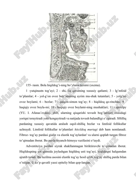 xil hujayrani farq qilish mumkin: kiprikli, qadahsimon, bazal va endokrin. kiprikli hujayralar prizma shaklida bo’lib api-kal yuzasida 250 ga yaqin kiprikchalar tutadi. ular hiqildoq. tarafga harakat qilib, traxeyadan turli yot moddalarni tashqa-riga chiqarishga yordam beradi. qadahsimon hujayralar shilliq hosil qiladi. bazal hujayralar kambial hujayralar hisob-lanadi. endokrin hujayralarning bir necha turi farqlanib, ular turli gormonlarni: serotonin, dopamin hosil qiladi. bu gormonlar nafas sistemasining turli qismlari faoliyatini boshqarishdan tashqari boshqa a’zolarga ham ta’sir qiladi (masalan, noradrenalin bronx devorini kengaytiradi. sero-tonin ko’p ajralsa, bronx torayadi va hokazo). shilliq pardaning xususiy qavati ko’p miqdorda bo’ylama yo’nalishdagi elastik tolalar, limfa va qon kapillyarlarini tutuvchi siyrak tolali shakllanmagan biriktiruvchi to’qimadan tuzilgan. shilliq osti pardasida (tunica submucosa) aralash (oqsil shilliq) bezlar joylashadi. ularning chiqaruv yo’llari kengaymalar hosil qilib, shilliq parda yuzasiga ochiladi. bun-day bezlar traxeya devorining orqa va yon qismlarida ko’pdir. traxeyaning fibroz-tog’ay pardasi (tunica fibro-cartilaginea) traxeyaning orqa devorida tutashmagan, 16-20 tagi-alin tog’ay halqalaridan tuzilgan. bu halqalarning …