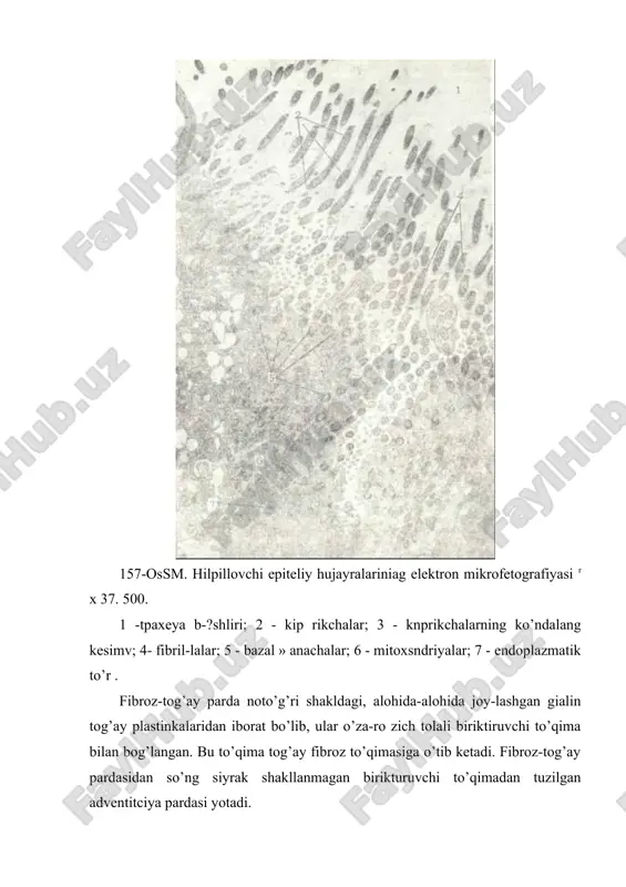 ’limi boshlanadi. upkaning’ respirator bo’limi. bu bo’limning morfologik bir-ligi o’pkaning atcinusi hisoblanadi. o’pka atcinusining soni ik-kala o’pkada 20 mingg’a yaqin bo’lib, ular respirator bronxioladan boshlanadi. birinchi tartibdagi respirator bronxiola ikkinchi tartibdagi bronxiolaga, u esa uchinchi tartibdagi bronxiolaga bo’linadi. uchinchi tartibdagi respirator bronxiola al’veolyar yo’llarga (ductus alveolaris) bo’linadi, har bir al’veolyar yo’l esa al’veolyar qopchalar bilan tugaydi (sacculus alveolaris). iss-pasm haiac yullari shilliq qavati epiteliy hujayralarining ul’tramikro-yuo (yu. i. afanas’evdan, 1989). 1 kipoikln xujayralar; 2 - qadahsimon hujayralar; 3 - endokrin hujayralar; 4 - 6a-chyat hujayralar- 5 - k; priksiz epnteliy; 6 - sekretgr hujayralar; / - mikrovorsnkali zal hujairalar, »]ton]j1jijj1) epnteliy; 8 _1 1!erv tola; 9 - bazal membrana. al’veolyar qopchalar esa al’veolalardan tashkil topgan (159-rasm). atcinuslar bir-biridan biriktiruvchi to’qima orqali aj-ralib turadi. 12-18 atcinus esa o’pka bo’lagini hosil qiladi. respirator bronxiolalar bir qavatli kubsimon, kiprikchasi bo’lmagan epiteliy bilan qoplan-gan bo’lib, uning ostida siyrak biriktiruvchi to’qimali plasgin-ka; undan so’ng esa …