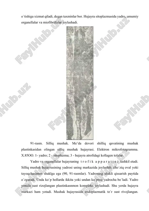 k membranasining botishidan hosil bo`lgan tuzilmalar tegib yetadi. bu tuzilmalar ko`ndalang-targ`il mushakning t-sistemasini eslatadi. ular impuls tarqalishida va kaltsiy ionining sitoplazmaga chiqishida muhim o`rin tutadi. har bir mushak hujayra yuqorida qayd etilganidek, bazal membrana bilan qoplangan. mushak hujayralarining bir-biriga tegib yotgan qismlarida tirqishli tutashish - neksuslar uchrab ular silliq mushak hujayralarining ma’lum guruhlari barobar qisqarishinn ta’minlaydi. bazal membranaga biriktiruvchi to`qima tolalari kirib to`r hosil qiladi. mushak hujayralarining truppalari yoki muayyan qavatlari biriktiruvchi to`qima qatlamlari bilan o`raladi. ana shu biriktiruvchi to`qima sarkolemma bilan birga silliq mushak to`qimasining tayanch apparatini hosil qiladi. silliq mushak to`qimasi yaxshi taraqqiy etgan qon tomirlar sistemasiga ega, qon tomirlar to`qima ichida kapillyarlargacha tarmoqlanib, mushak hujayralari tutamlari orasidagi birikti-ruvchi to`qima qatlamlarida kapillyarlar to`rini hosil qiladi. silliq mushak to`qimasining taraqqiyoti va regeneratsiyasi. silliq mushak to`qimasi mezenximadan rivojlanadi. hosil bo`layotgan mushak hujayralari dastlab o`simtalarga ega bo`lib, uning yordamida o`zaro bog`lanadi va shu tufayli mezenxima tuzilishini eslatadi. ularda miofibrillalar paydo bo`lishi …