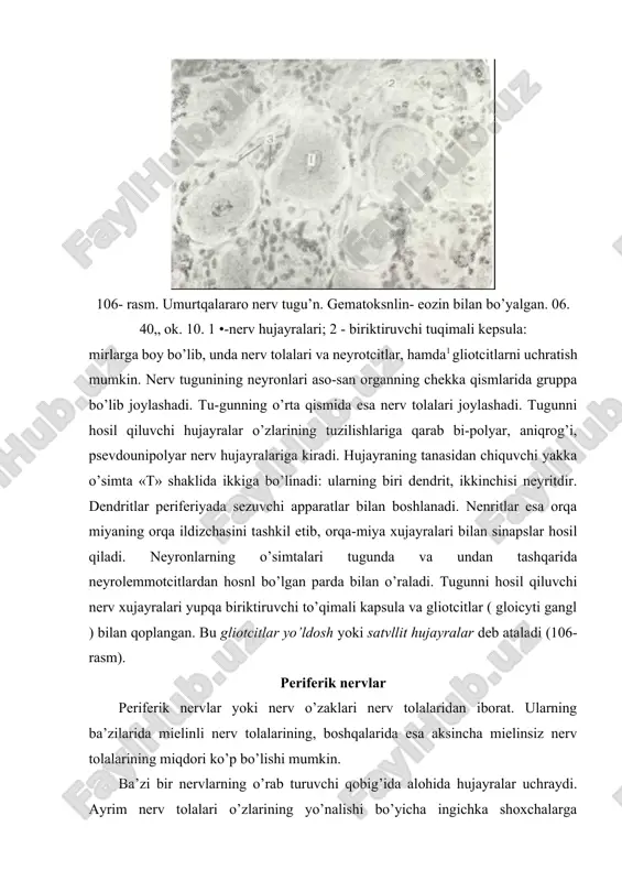 yralari va qon tomirlariga boy bo’lgan biriktiruvchi to’qimali parda - epinevriy bilan qoplangan. har bir nerv o’zagi 2-6 nerv tolalar tutamlaridan iborat. nerv tolalarini o’z navbatida qatlam joylashgan hujay-ralar qavatidan va ingichka fibrillalardan iborat zich birik-tiruvchi to’qimali parda - perinevriy o’raydi. nerv tolalarining orasiga kirib boradigan biriktiruvchi to’qimaning ingichka qatlamlari esa endonevriy deb ataladi. nerv o’zaklarini o’rab turuvchi parda limfa, qon tomirlar va nerv oxirlari bilan yaxshi ta’minlangan. qon tomirlar epinev-riy orqali kirib, nerv o’zagining barcha qavatlarida zich to’r hosil qiladi. orqa miya (medulla spinalis) orqa miya ( medulla spinalis ) umurtqa pog’onasi kanali shida joylashib, 41-45 sm uzunlikka ega, 31-32 juft oldingi va shuncha orqa shoxlari bo’ladi. orqa miyaning oldingi va orqa shoxlarining o’zaro anatomik va funktcional bog’liq bo’lgan qismlari segmentlar deb ataladi. birinchi 8 segment orqa miyaning bo’yin qismini tashkil qiladi. ko’krak bo’limi 12 segmentdan, bel va dumg’aza bo’limlari esa har biri 5 ta segmentdan iborat. oxirgi 1-2 …