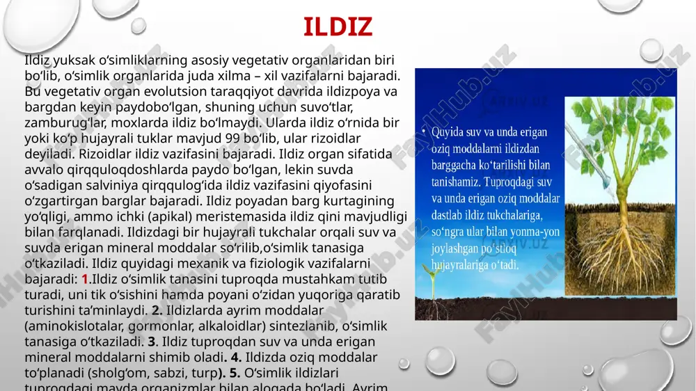 adi. poya meristema to‘qimalari bo‘lgan, apikal hamda interkolar meristemalari hisobiga o‘sib rivojlanadi. poya bo‘g‘im, bo‘g‘im oraliqlari, barg va kurtaklari bo‘lishi bilan ildizdan farq qiladi. poya urug‘ murtakdagi poyachaning rivojlanishidan hosil bo‘ladi. urug‘ unib chiqqach, dastlab ildiz, so‘ngra poya unib, meristema hujayralarning bo‘linishi va yiriklashuvi hisobiga o‘sadi. ba’zi bargsiz o‘simliklarni, jumladan saksoul o‘simligining poyasi 116 fotosintez jarayonida ishtirok etadi. urug‘ murtakdan chiqqan poya asosiy poya bo‘lib, undan ikkilamchi, uchlamchi va hokazo poyalar o‘sib chiqadi. o‘simliklarning poyasining shakli va uzun-qisqaligi juda xilma-xil bo‘ladi. poyalar silindrsimon, silindrsimon bo‘g‘imli (bug‘doy, arpa, makkajo‘xori), uch qirrali (kartoshka, qiyoqo‘t, salomaleykum), to‘rt qirrali (rayhon, yalpiz), ko‘p qirrali (nasha, kaktus, valeriana) bo‘ladi poyalar o‘sishiga qarab turlicha bo‘ladi, masalan tik o‘suvchi (bug‘doy, g‘o‘za, terak, olma), chirmashuvchi ( ko‘k gulli pechak, qulmoq, quypechak), osilib o‘suvchi (mosh, tok), sudralib o‘suvchi (qovun, tarvuz, bodring), yotib o‘suvchi (qulupnay), ko‘tarilib o‘suvchi (shuvoq, shura), o‘rmalab o‘suvchi (ayiqtovon, sebarga) poyalar. g‘alladoshlar oilasiga mansub o‘simliklar poyasining ichi bo‘sh …
