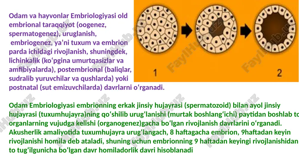 ontogenez. embrional taraqqiyotning xususiyatlari - Page 4