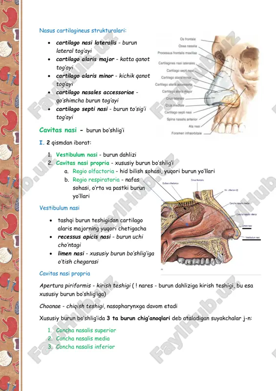 processus muscularis - orqa-lateral tomonida, muskul birikadi • facies articularis cricoidea - uzuksimon tog’ay bilan bo’g’im hosil qiladi yuzalari: 1. facies anterolateralis 2. facies medialis 3. facies posterior ❖ cartilago corniculata - shoxsimon tog’ay ➢ elastik tog’aydan tuzilgan ➢ cho’michsimon tog’ayning apexi ustida j-n ❖ cartilago cuneiformis - ponasimon tog’ay ➢ elastik tog’aydan tuzilgan ➢ shoxsimon tog’ayning yuqori qismida j-n ➢ plica aryepiglottica uni qoplab turadi va shu joyda tuberculum cuneiformis h/b ❖ cartilago triticea - donsimon tog’ay ➢ lig.thyroideum laterale orasida j-n v. hiqildoq tog’aylarining birlashuvi 1. uzluksiz birlashuvlar 2. uzlukli birlashuvlar uzluksiz birlashuvlar tashqi membranalar ❖ membrana thyrohyoidea ➢ qalqonsimon suyakni tilosti suyagiga biriktiradi ➢ membrananing 2 cheti va o’rtasi qalinlashib, boylam hosil qiladi 1. lig.thyroideum medianum 2. lig.thyroidea lateralia ❖ memrana cricothyroidea ➢ ichki tomonda conus elasticusga davom etadi ❖ lig.cricotracheale ❖ lig.thyroepiglotticum ❖ lig,hyoepiglotticum ichki membranalar ❖ membrana quadrangularis - 4 burchakli memrana ➢ plica vestibularisdan …