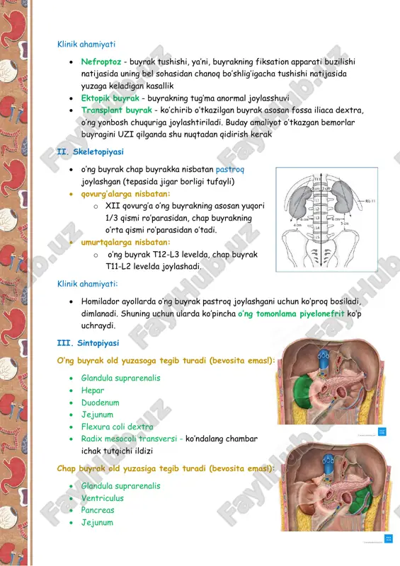 luta - to’qroq rangli qismi, unda buyrak tanachasi va proksimal hamda distal egri bugri kanalchalar joylashgan medulla renalis • mag’iz qismi, markazda joylashgan. • buyrak piramidalari, pyramides renaleslardan iborat. • malpigi piramidalari deb ham ataladi, piramidalar soni 15-20 ta atrofida • piramidalar quyidagi qismlardan iborat: o basis pyramis - asosi, buyrakning po’stloq qismi tomonida o apex pyramis - uchi, buyrak sinusiga qaragan ▪ apexda papilla renalis bo’ladi, buyrak kosachalariga ochiladi • mag’iz qavatda quyidagi tuzilmalar joylashgan: o genu ansae nephroni - nefron qovuzlog’i tizzasi o tubuli renales colligens - yig’uvchi buyrak naylari o ductuli papillares - so’rg’ich yo’llari lobus renalis - buyrak bo’lagi • buyrak piramidasi va unga birikkan po’stloq moddasidan • iborat bo’lib, bo’laklararo qon tomirlar bilan chegaralangan • 2-4 ta bo’lak bitta segmentni hosil qiladi lobulus corticalis - po’stloq bo’lakchasi • po’stloq moddaning piramyslar orasidagi pars radiata qismi hisoblanadi. • pars radiata pars convoluta qismi bilan o’ralgan • …