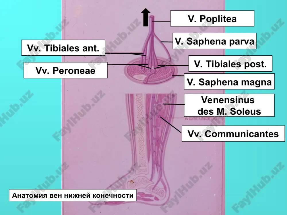 oyoq venalarining varikoz kasalligi - Page 4