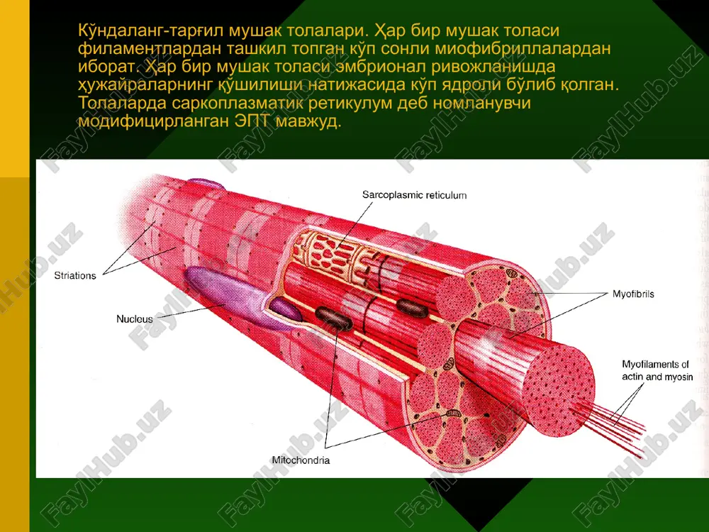 , poch – ko'ndalang qism, d –desmosomalar, m – mitoxond- riyalar. qisqaruvchi kardiomiotsitning ultrastrukturasi. a – qorinchali kardiomiotsit, b,v – oraliq disk. 1 – sarkolemma: a – ba- zal membrana, b – plazmolemma; 2 – yadro, 3 – trofik apparat, 4 – miofibrillalar, 5 – mitoxondriyalar, 6 - vstavochniy disk, v – nuqtali desmosoma, g – opoyasivayushaya desmosoma, d – neksus, 7 – anastomoz. sekretor kardiomiotsit. elektronnogramma. sekretor kardiomiotsitning hamma asosiy hujayra organellalari ko'rinadi. yadro (ya) mayda dispers xromatin saqlaydi, perinuklear zonada esa donador endoplazmatik to'r (et) mebranalari, golji kompleksi diktiosomalari, bundan tashqari atrial natriyuretik peptid saqlovchi ko'p sonli elektron zich granulalar (g) joylashadi. hujayra periferiyasida chiziqli miofibrillalar (mf) va ularning qisqarishini ta'minlovchi mitoxondriya zanjirlari (m) joylashadi. yurak devorining ichki yuzasi. sariq strelka bilan atipik kardiomiotsitlardan hosil bo'lgan o'tkazuvchi tolalar ko'rsatilgan. pastda yanada mayda va to'q bo'yalgan hujayralardan iborat qisqaruvchi tolalar joylashgan (ko'k strelka). atipik kardiomiotsitlar: a – sinus-yurak oldi …