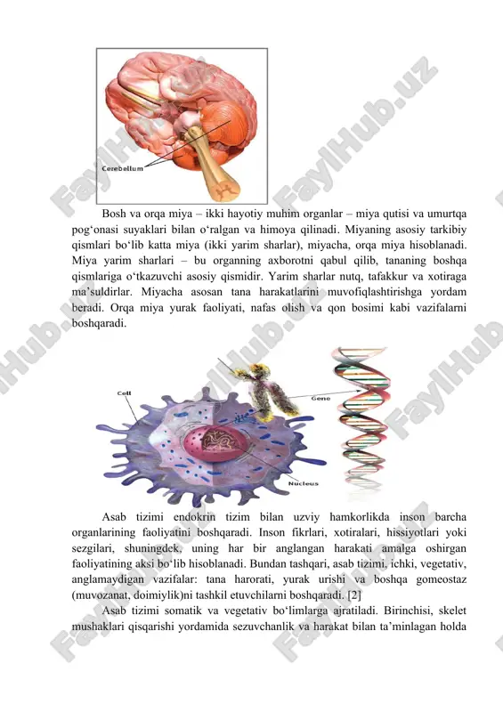 nizm bilan tashqi muhit o‘rtasidagi aloqani amalga oshiradi. ikkinchisi, moddalar almashinuvi, nafas olish, ajratishga o‘z ta’sirini o‘tkazadi. neyron-asab tizimining asosiy birligi inson tanasi va hokazo suyak hujayralari, mushak hujayralari, tana hujayralari, deb hujayralari turli turdagi iborat har bir turi alohida vazifasi bor bir birlik shakllantirish, kichik hujayralari millionlab topgan. bir tana qismi elektr xabarlar burchi nerv hujayralari uchun tayinlandi. bizning asab tizimi nerv hujayralari iborat. uning barcha filiallari bilan bir asab hujayrasi neyronlarning deyiladi. bu neyronlarning asab tizimining yakuniy tuzilishi va funktsional birligi hisoblanadi. bir shaxsning asab tizimida neyronlar soni 200 milliard 100 baholanmoqda. ular, asosan, tarkibida bir xil bo'ladi, lekin maxsus vazifalar uchun mo'ljallangan turli uzunliklar, shakl va darajada ko'rinadi. har bir neyrondagi ichida dnk dan genetik ko'rsatmalar oshiruvchi har biri rnk molekulalari, millionlab bor. [4] the human body is composed of different types of cells like bone cells, muscle cells, body cells, etc. each type, consisting of millions …