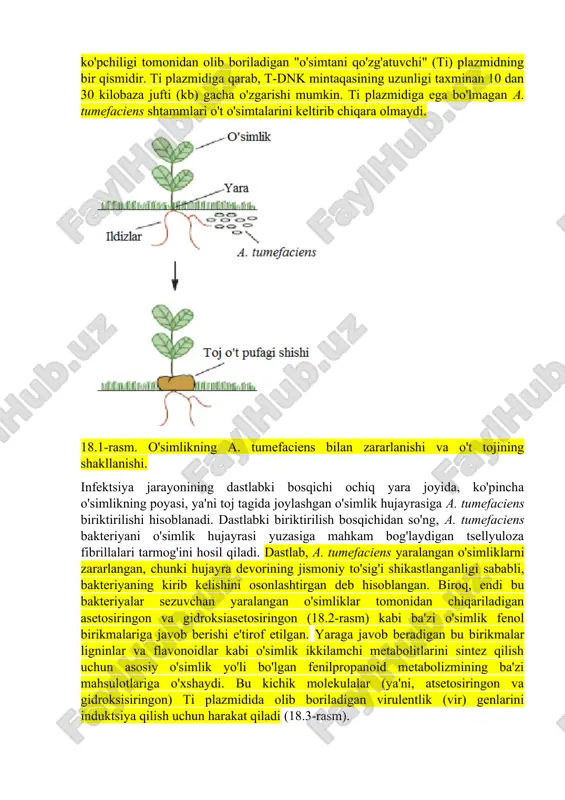 ch ishlab chiqaruvchi xitoy genetik jihatdan o'zgartirilgan guruchni tijoratlashtirish bo'yicha sa'y-harakatlarni kuchaytirishni e'lon qildi. guruch yetishtirish bo‘yicha ikkinchi o‘rinni egallagan hindiston ham xuddi shunday yo‘l tutdi. dunyodagi ikki yirik guruch ishlab chiqaruvchisi (dunyo aholisining ~ 40 foizi) genetik jihatdan o'zgartirilgan guruchga o'tishi bilan, dunyoning qolgan qismi oxir-oqibat genetik jihatdan o'zgartirilgan oziq-ovqatlarni qabul qilishdan boshqa tanlovga ega bo'lmaydi. 1996 yildan 2007 yilgacha transgen ekinlarga ajratilgan global maydon 1,7 milliondan 114 million gektarga (ga) oshdi. 2007 yilda transgen o'simliklarning asosiy ishlab chiqaruvchilari aqsh (57,7 million ga ekilgan), argentina (19,1 million ga), braziliya (15,0 million ga), kanada (7,0 million ga), hindiston (6,2 million ga), xitoy ( 3,8 mln ga), paragvay (2,6 mln ga), janubiy afrika (1,8 mln ga). butun dunyo boʻylab asosiy transgen ekinlar qatoriga soya, makkajoʻxori, paxta, rapsa, guruch, qovoq, papayya, beda, bugʻdoy va baqlajon (ekin ekilgan maydonlar soni boʻyicha) kiradi. o'simliklarga kiritilgan asosiy xususiyatlar gerbitsidlarga chidamliligi va hasharotlarga chidamliligini o'z ichiga …