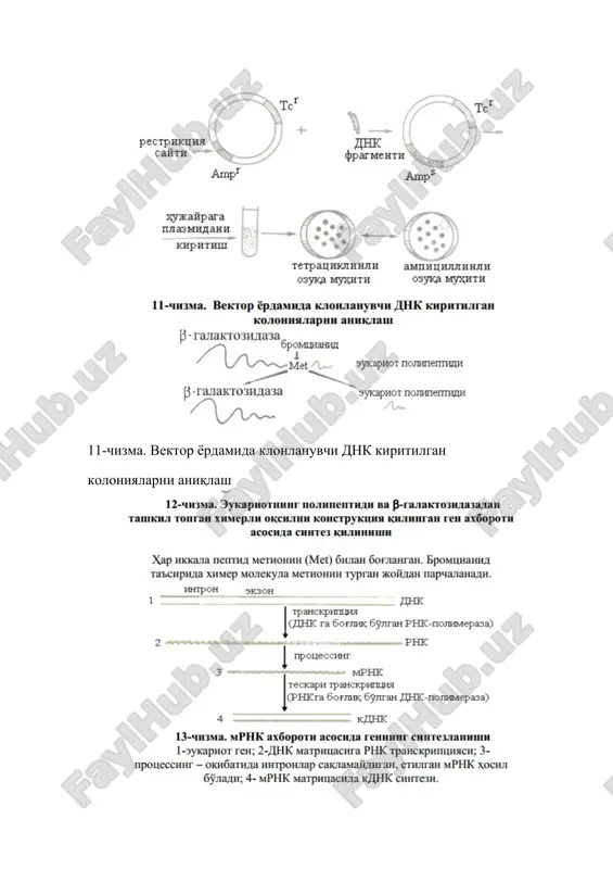 vektorlarni gen muhandisligida ishlatilishi - Page 4