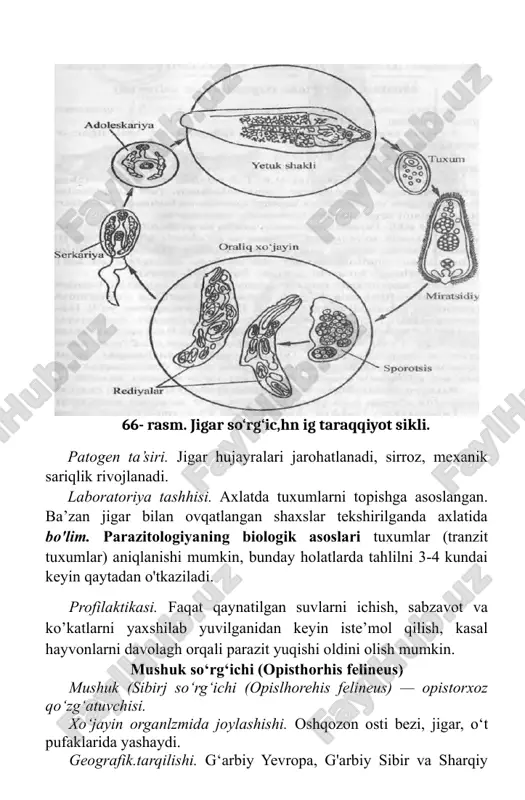 iyalar (oraliq xo'jayinlariiing invazion bosqichi) molluskalardan chiqib baliqlarga o‘tadi va metal serkariyalarga (asosiy xo‘jayin uchun invazion bosqich) aylanadi. odamga yaxshi pishirilmagan, yaxshi qovurilmagan, yaxshi tuzlanmagan, yoki. yaxshi dudlanmagan baliq iste’mol qilinganda yuqadi. opistorxoz labiiy-manbali kasallik. patogen ta’siri. jigar va boshqa ichki a’zolari faoliyati buzilishi natijasida o’limga ham sabab bo'hivchi og‘ir parazitar kasallikdir. laboratoriya ta,shhisi. axlatda yoki 12 barmoqli ichak suyuq- ligida parazitning tuxumlarini topishga asoslangan. profilaktikasi. shaxsiy profilaktika - xom, yaxshi pishirmagan, qovurilmagan kam tuzlangan, yaxshi dudlanmagan baliqlarni iste’mol qilishdan saqlanish, jamoat profilaktikasi — sanitariya-oqartuv ishlari, suv havzalarini axlatlar bilan ifloslanishiga yo‘l qo’ymaslik choralari orqali amalga oshiriladi. shistosomalar — qon so‘rg'ichlari shistosomozlarning qo‘zg‘ atuvchilari hisoblanadi. xo‘jayin organizmida joylashishi. shistomomalar (shistosoma haematobium, shistosoma mansoni, shistosoma japonicum ) qon tomirlarida parazitlik qiladi. geografik tarqalishi. tropik va subtropik iqlimli mamlakatlarda (afrika, osiyo, janubiy amerika) keng tarqalgan. metatserkariya ikkinchi oraliq xo‘jayin tuxum birinchi oraliq xo‘jayin miratsiy lichinkasi: sporotsisda nvojlanayotgani 67- rasm. mushuk so‘rg‘ichining taraqqiyot …