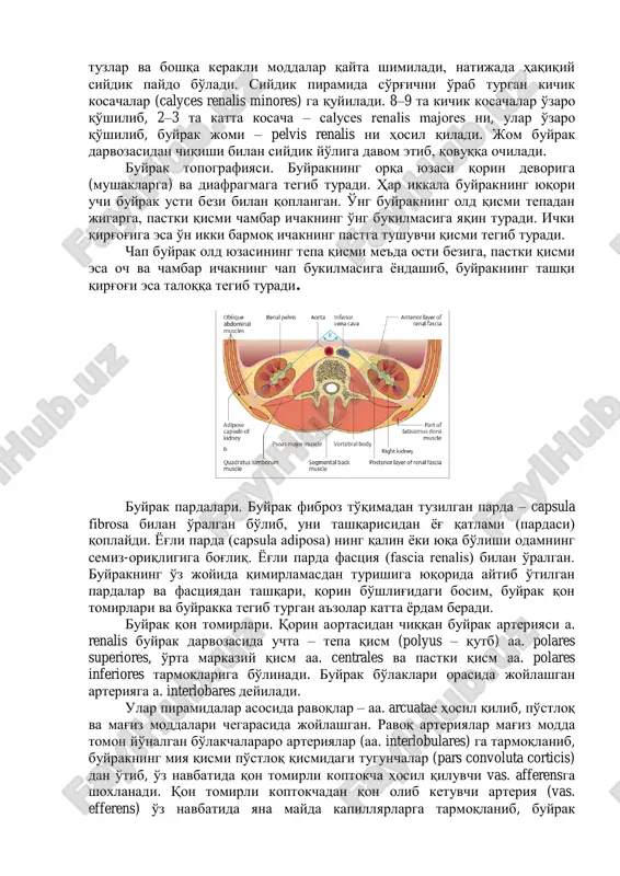 turgan a'zolar katta yordam beradi. buyrak qon tomirlari. qorin aortasidan chiqqan buyrak arteriyasi a. renalis buyrak darvozasida uchta – tepa qism (polyus – qutb) aa. polares superiores, o'rta markaziy qism aa. centrales va pastki qism aa. polares inferiores tarmoqlariga bo'linadi. buyrak bo'laklari orasida joylashgan arteriyaga a. interlobares deyiladi. ular piramidalar asosida ravoqlar – aa. arcuatae hosil qilib, po'stloq va mag'iz moddalari chegarasida joylashgan. ravoq arteriyalar mag'iz modda tomon yo'nalgan bo'lakchalararo arteriyalar (aa. interlobulares) ga tarmoqlanib, buyrakning miya qismi po'stloq qismidagi tugunchalar (pars convoluta corticis) dan o'tib, o'z navbatida qon tomirli koptokcha hosil qiluvchi vas. afferensga shoxlanadi. qon tomirli koptokchadan qon olib ketuvchi arteriya (vas. efferens) o'z navbatida yana mayda kapillyarlarga tarmoqlanib, buyrak naychalarini o'rab turadi. bu kanalchalardan vena qon tomirlari boshlanadi, ular nomlari bir xil bo'lgan arteriyalar bilan birgalikda joylashgan. vena qoni buyrakning po'stloq qismidan yulduzsimon venalar (venulae stellatae) orqali vv. interlobulares ga, so'ngra po'stloq va miya qismlari oralig'ida joylashgan …