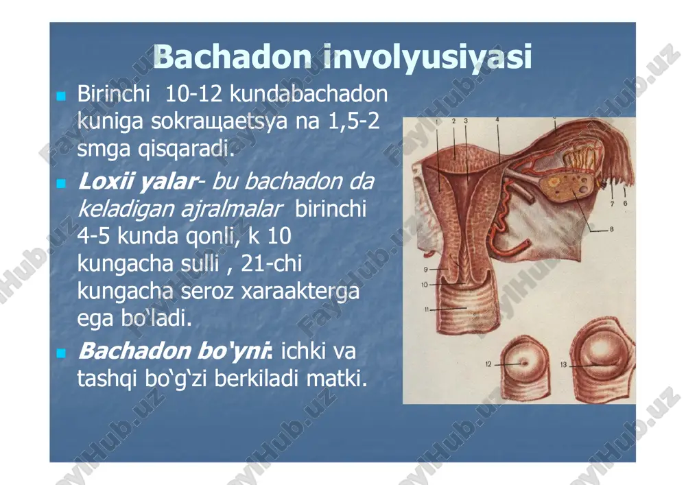 nioldini oladioladi. . �� chaqaloqchaqaloq ko‘krakniko‘krakni so‘gandaso‘ganda oksitotsinoksitotsin refleksirefleksi ishgaishga tushaditushadi vava bachadonbachadontushaditushadi vava bachadonbachadon qisqaradiqisqaradi �� qonqon ketishniketishni vava mastitnimastitni oldinioldini oladioladi ko‘krakko‘krak bilanbilan boqishniboqishni oilaoila uchunuchun afzalligiafzalligi �� ko‘krakko‘krak bilanbilan boqishniboqishni oilaoila uchunuchun afzalligiafzalligi ko‘krak suti bilan emizishga qarshi ko‘krak suti bilan emizishga qarshi ko‘rsatmalar:ko‘rsatmalar: �� galantozemiya (kam uchraydi 50galantozemiya (kam uchraydi 50 000 000 bolalarda).bolalarda). �� o‘smaga qarshi preparatlar va radioaktiv o‘smaga qarshi preparatlar va radioaktiv moddalar bilan davolanayotgan onalar.moddalar bilan davolanayotgan onalar. �� ayolda vich infeksiya bo‘lsa.ayolda vich infeksiya bo‘lsa. �� onada faol sil infeksiyasi mavjud bo‘lsaonada faol sil infeksiyasi mavjud bo‘lsa �� o‘tkir suvo‘tkir suv--xavo infeksiyasi bilan kasal onalar xavo infeksiyasi bilan kasal onalar –– difteriya. difteriya. testlartestlar:: �� 1. 1. bolanibolani fakatfakat kukrakkukrak sutisuti bilanbilan kandaykanday vaktgachavaktgacha bokishibokishi lozimlozim//shartshart?? �� a. 6 a. 6 oygachaoygacha** �� b. 5 b. 5 oygachaoygacha �� v. 1 v. 1 yoshgachayoshgacha �� g. 8 g. 8 oygachaoygacha �� …