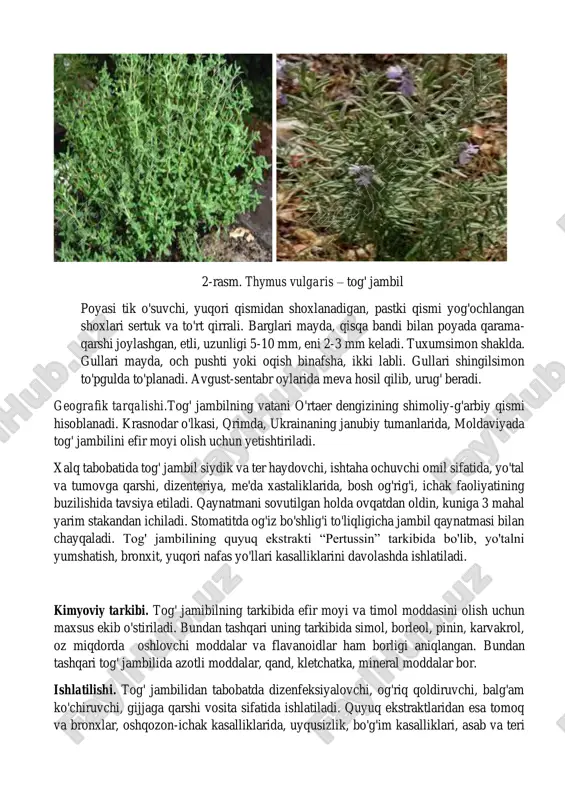 iz bo'shlig'i to'liqligicha jambil qaynatmasi bilan chayqaladi. tog' jambilining quyuq ekstrakti “pertussin” tarkibida bo'lib, yo'talni yumshatish, bronxit, yuqori nafas yo'llari kasalliklarini davolashda ishlatiladi. kimyoviy tarkibi. tog' jamibilning tarkibida efir moyi va timol moddasini olish uchun maxsus ekib o'stiriladi. bundan tashqari uning tarkibida simol, borleol, pinin, karvakrol, oz miqdorda oshlovchi moddalar va flavanoidlar ham borligi aniqlangan. bundan tashqari tog' jambilida azotli moddalar, qand, kletchatka, mineral moddalar bor. ishlatilishi. tog' jambilidan tabobatda dizenfeksiyalovchi, og'riq qoldiruvchi, balg'am ko'chiruvchi, gijjaga qarshi vosita sifatida ishlatiladi. quyuq ekstraktlaridan esa tomoq va bronxlar, oshqozon-ichak kasalliklarida, uyqusizlik, bo'g'im kasalliklari, asab va teri kasalliklarida, hamda stamologik muammolarda ishlatiladi. bu o'simlik spirtli ichimliklarga moyillikni kamaytirib, alkogolizmni davolashda qo'llaniladi. radikulit, revmatizm va moddalar almashinuvining buzilishi bilan bog'liq kasalliklarda tog' jambili o'simligidan vanna qilish yo'li bilan davolanish tavsiya etiladi. bolalar tajribasida esa uyqusizlik, toshma toshishi, teri kasalliklari, oshqozon-ichak faoliyatining buzilishi kabi kasalliklarda ham foydalaniladi. teri kasalliklarida jambildan tayyorlangan suyuklikka dokani namlab terining …