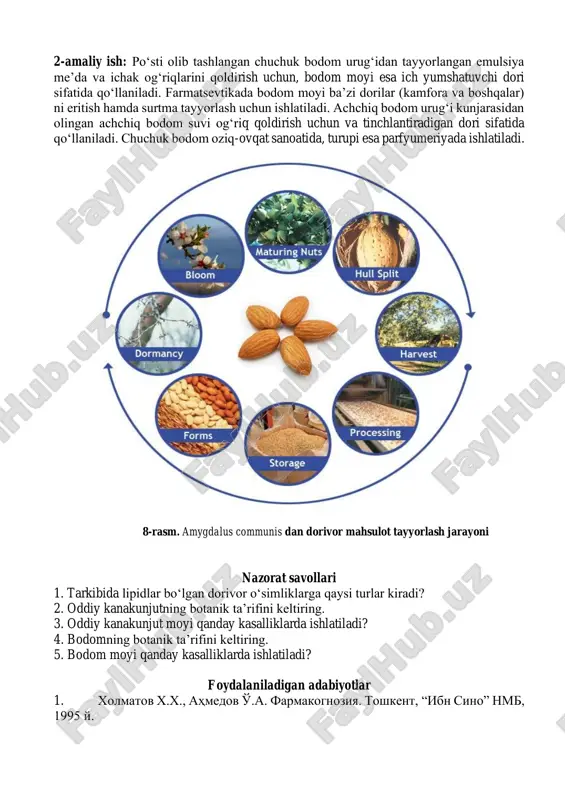 , yog‘simon yoqimli mazasi bor. achchiq bodom urug‘i esa achchiq, quriganida hidsiz bo‘ladi, namlab havonchada ezilsa, sianid kislota hidi keladi. chuchuk bodom urug‘i orasida singan urug‘lar va achchiq bodom urug‘i bo‘lmasligi kerak. singan urug‘lardagi moy urug‘ni saqlash davrida (po‘sti bo‘lmaganidan) havo va namlik ta’sirida oksidlanadi va parchalanib buziladi. kimyoviy tarkibi. har ikkala bodom urug‘i tarkibida 45—62% moy, vitamin v2, 20% oqsil moddalar, 2—3% saxaroza va emulsiya fermenti bo‘ladi. achchiq bodom urug‘ida yana 2,2—3,5% amigdalin glyukozidi uchraydi. tibbiyotda ishlatiladigan bodom moyi sovuq presslash usuli bilan olinadi. bodom moyi kuyuq, sarg‘ish suyuqlik bo‘lib, uning zichligi 0,913—0,918 teng. moy 10°c haroratgacha sovutilganda qotmasligi kerak. bodom moyi qurimaydigan suyuq moylarga kiradi, unda 83% olein, 16% linol kislotalarning glitseridlari va 0,5% gidrolizlanmaydigan moddalar bor. dorivor preparatlari. bodom moyi va moy emulsiyasi, chuchuk bodom urug‘idan tayyorlangan emulsiya. ishning borishi: 1-amaliy ish: kanakunjut moyi tibbiyotda eng yaxshi surgi dori sifatida ishlatiladi, shuningdek, ginekologiyada hamda ko‘z kasalliklari, yaralar, …